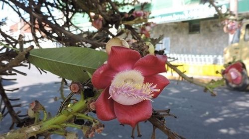 Abricó-de-macaco: florada ajuda a colorir a Praça da Bandeira