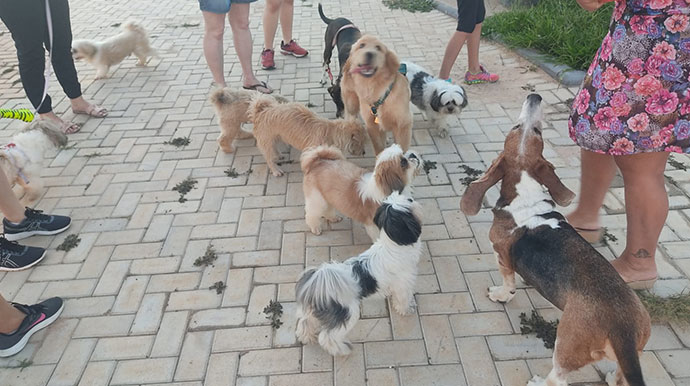 Apaixonados por cachorros têm encontro marcado todas as tardes na Vila Xavier