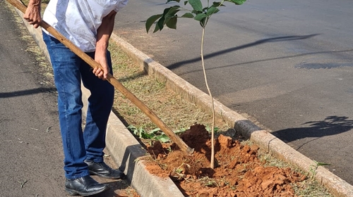 Zona Leste de Tupã recebe o plantio de 42 árvores