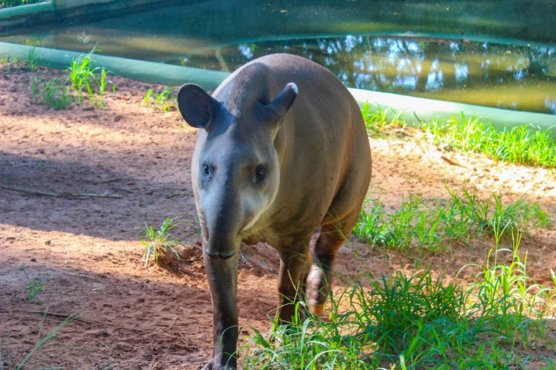 Zoo de Bauru abriga maior mamífero terrestre do país e promove a conservação da espécie
