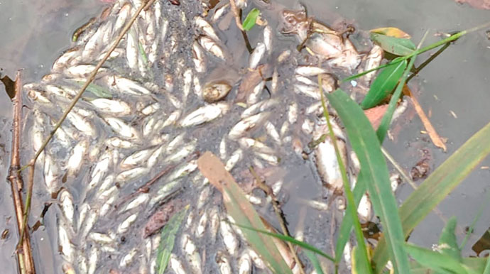 Moradores encontram peixes mortos na Água do Jacu em Assis