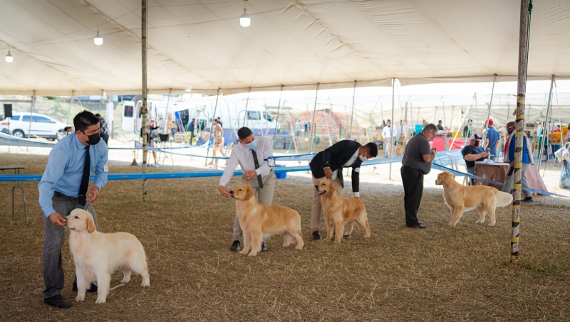 Exposição de cães bate recorde em participantes e raças
