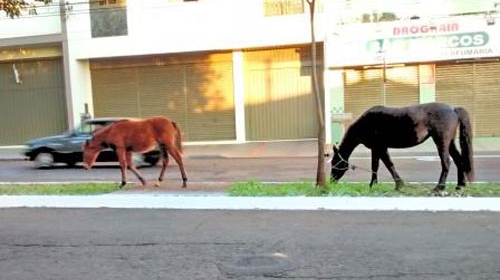 Vereador pede que Prefeitura adquira veículo para retirada de animais de grande porte das ruas